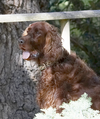 Jus' chillin' out
Keywords: Alfie Dog Dogs Red Setter Sitting Tongue