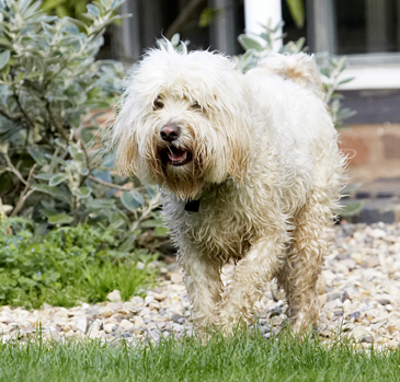 OK, where's the action?
Keywords: Dog Dogs Play Playing Playtime Run Running Rupert Terriers Tibetan Terrier