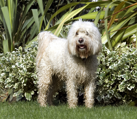 Wot we gonna do now?
Anahtar kelimeler: Dog Dogs Play Playing Playtime Run Running Rupert Terriers Tibetan Terrier