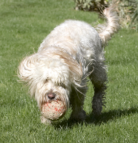 Now, get a grip
Anahtar kelimeler: Ball Dog Dogs Play Playing Playtime Run Running Rupert Terriers Tibetan Terrier