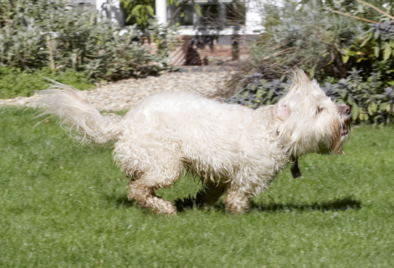 Running wild
Keywords: Dog Dogs Play Playing Playtime Run Running Rupert Terriers Tibetan Terrier