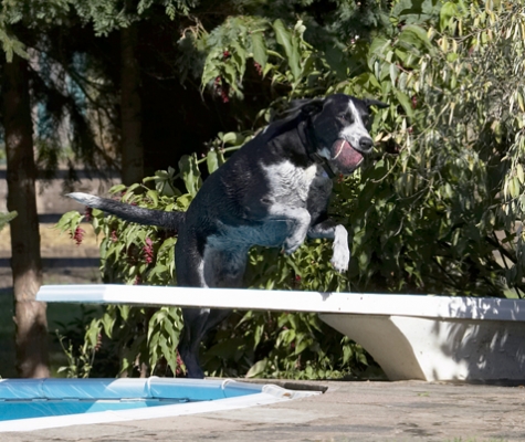 Doin' my circuit training
Schlüsselwörter: Ball Dalmatian Dog Dogs Friends Jump Jumping Labrador Leaping Lem Pip Play Playing Playtime Run Running