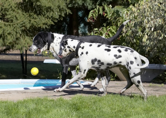 Quick get the ball
Palabras clave: Ball Dalmatian Dog Dogs Friends Labrador Lem Pip Play Playing Playtime Run Running Tongue