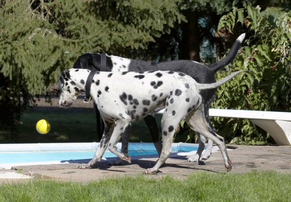 Whoops, too late
Schlüsselwörter: Ball Dalmatian Dog Dogs Friends Labrador Lem Pip Play Playing Playtime Run Running