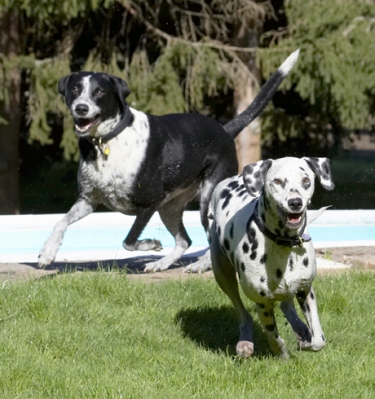 Come get the ball for us
Palabras Clave: Dalmatian Dog Dogs Friends Labrador Lem Pip Play Playing Playtime Run Running