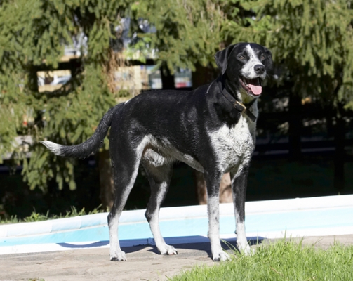 Gotta take a breather
Λέξεις-κλειδιά: Dalmatian Dog Dogs Friends Labrador Lem Pip Play Playing Playtime Tongue