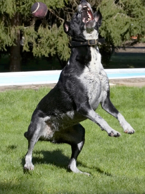 Eye, ball, eye, ball
Keywords: Ball Dalmatian Dog Dogs Friends Jump Jumping Labrador Leap Leaping Lem Pip Play Playing Playtime Run Running