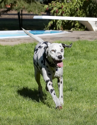 I'm coming
Mots-clés: Dalmatian Dog Dogs Friends Labrador Lem Pip Play Playing Playtime Run Running Tongue