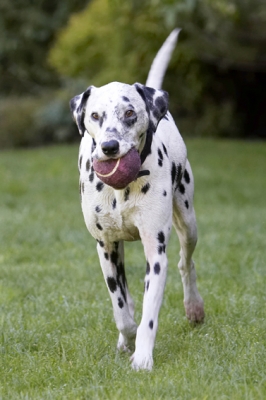 I've got the balllllllllllllll
Anahtar kelimeler: Ball Dalmatian Dog Dogs Friends Labrador Lem Pip Play Playing Playtime Run Running