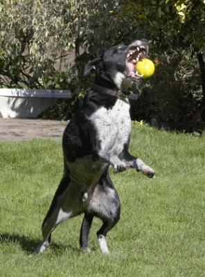 Hey, what a catch
Palabras clave: Ball Dalmatian Dog Dogs Friends Labrador Lem Pip Play Playing Playtime Run Running