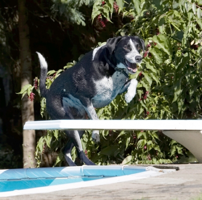 Hey, I'm ready for the Grand National
Anahtar kelimeler: Dalmatian Dog Dogs Friends Jump Jumping Labrador Leap Leaping Lem Pip Play Playing Playtime Run Running