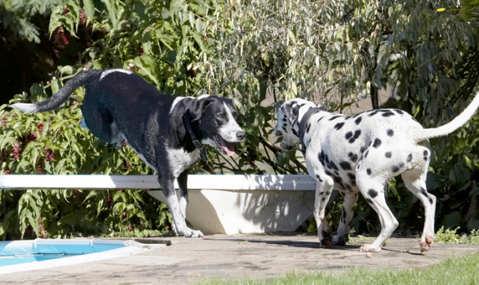 You take the high road.........
Palabras clave: Dalmatian Dog Dogs Friends Labrador Lem Pip Play Playing Playtime Run Running