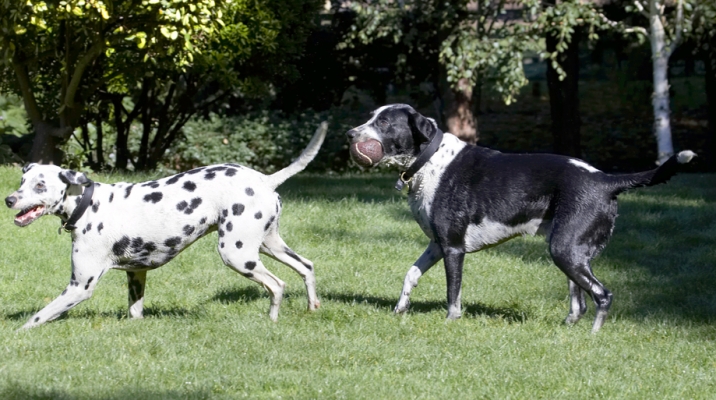 Where's the ball?
Trefwoorden: Ball Dalmatian Dog Dogs Friends Labrador Lem Pip Play Playing Playtime Run Running