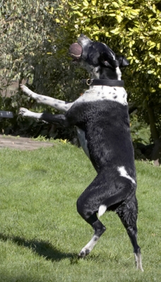 Bullseye!
Palabras clave: Ball Dalmatian Dog Dogs Friends Jump Jumping Labrador Leap Leaping Lem Pip Play Playing Playtime Run Running