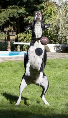 Darn it, missed
Palabras clave: Ball Dalmatian Dog Dogs Friends Jump Jumping Labrador Leap Leaping Lem Pip Play Playing Playtime Run Running
