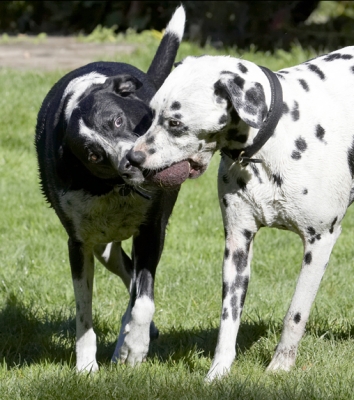 It's mine, no it's mine
Ключові слова: Ball Dalmatian Dog Dogs Friends Labrador Lem Pip Play Playing Playtime Run Running