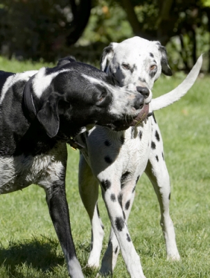 Let go, NOW
Keywords: Ball Dalmatian Dog Dogs Friends Labrador Lem Pip Play Playing Playtime Run Running