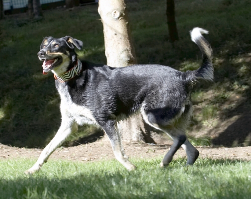 Another great day
Keywords: Dog Dogs Ella Greek mutt Play Playing Playtime Run Running