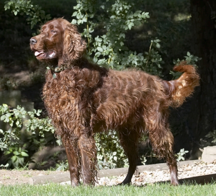 Gosh, I'm a handsome dude
Λέξεις-κλειδιά: Alfie Dog Dogs Red Setter