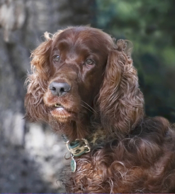 It's a dog's life
Palabras clave: Alfie Dog Dogs Red Setter