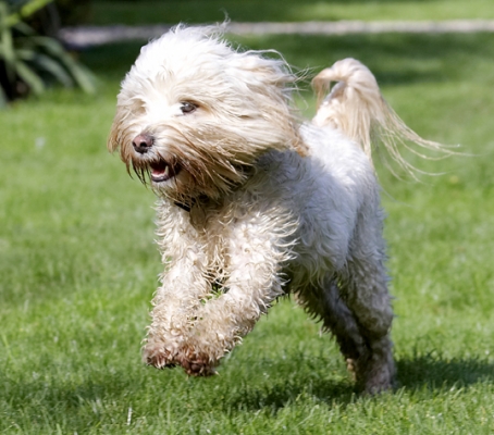 Energiser bunny
Palabras Clave: Dog Dogs Play Playing Playtime Run Running Rupert Terriers Tibetan Terrier