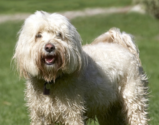 Isn't life great
Ključne besede: Dog Dogs Play Playing Playtime Run Running Rupert Terriers Tibetan Terrier