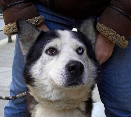 Two Different Eyes
We encountered this dog, Volvo, on the streets in Turin.  He has two different coloured eyes.  His owners were quite happy to have me take his photograph.
Schlüsselwörter: different coloured eyes dog Volvo Torino