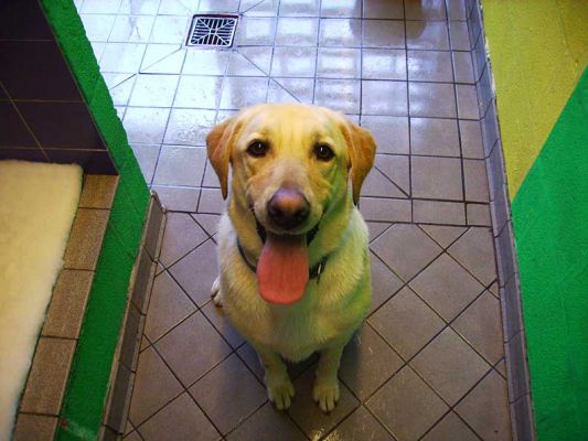 Bob looking really happy in his doggie hotel room
Palabras Clave: Golden Retriever Bob doggie hotel room