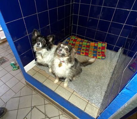 Matt and Rose in Their Suite
Matt and Rose are sharing a suite at the Lucies Farm Luxury Dog Resort.  This is a photograph of the two of them in their raised "cubby," with its under-floor heating.  This is only part of each suite --- which includes an outdoor run.
Ključne besede: Matt Rose dog hotel dog suite cubby under-floor heating Lucies Farm dog boarding dog kennel dog resort