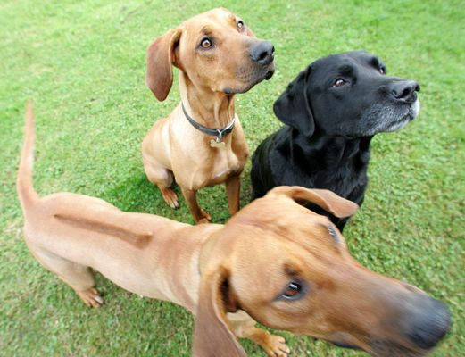 Kila, Simba & Cole waiting for cookie delivery
Keywords: Kila Simba Cole Rhodesian Ridgeback Black Labrador cookie