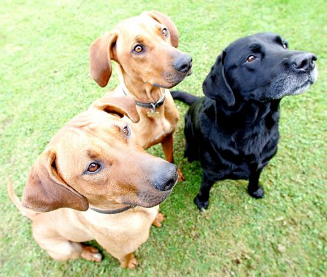 Kila, Simba & Cole patiently waiting for their cookies
Palabras Clave: Kila Simba Cole Rhodesian Ridgeback Black Labrador cookie