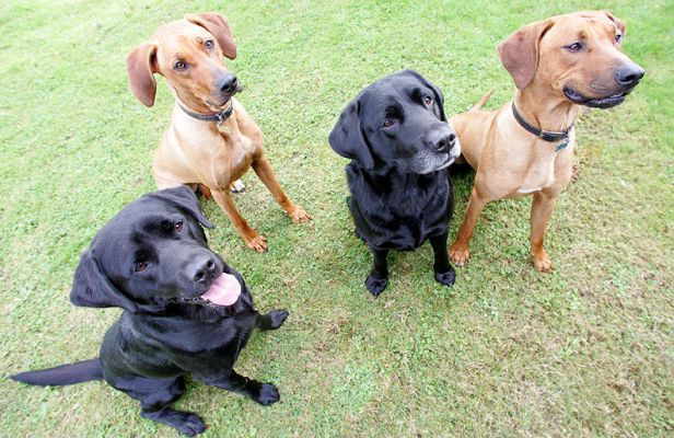 Otis, Cole, Kila & Simba waiting for cookies
Sometimes a cookie is the only way for these pooches to sit still enough for a photograph!
Ключові слова: Otis Cole Kila Simba Black Labrador Rhodesian Ridgeback cookies photograph