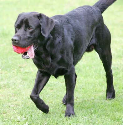 Otis on the hunt with his ball
Ключові слова: Otis Black Labrador ball hunt Lucies Farm luxury dog hotel