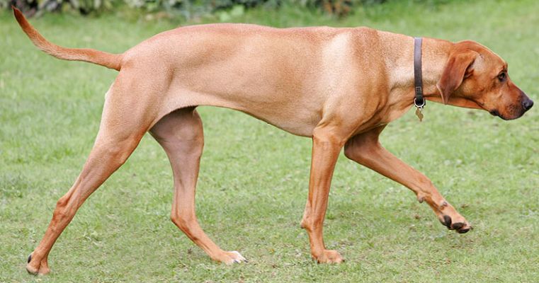 Kila mooching
Ключові слова: Kila Rhodesian Ridgeback Lucies Farm luxury dog hotel