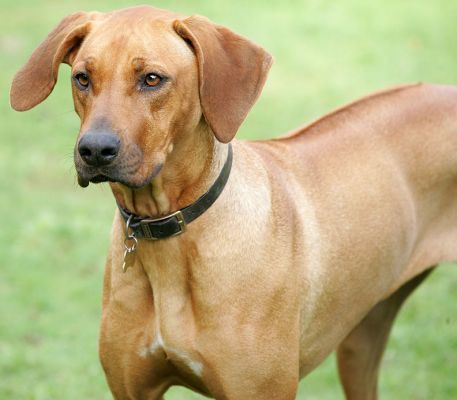 Kila just waitin' and watchin'
Λέξεις-κλειδιά: Kila Rhodesian Ridgeback Lucies Farm luxury dog hotel