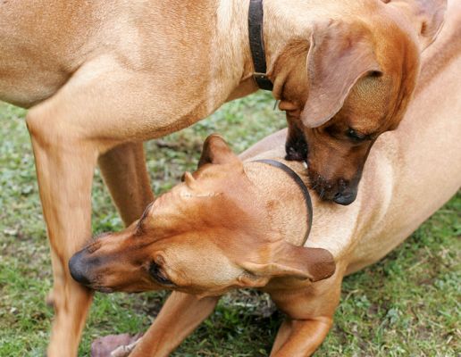 Kila and Simba Playing
Gosh, it looks horrible in this photograph.  But they really enjoy playing, and don't hurt each other.  It's more like a ballet than a fight.
Keywords: Kila Simba roughhousing playing Rhodesian Ridgeback dog Lucies Farm