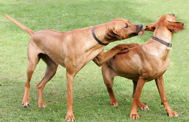 Playtime
Kila and Simba doin' dog play
Keywords: Kila Simba Rhodesian Ridgeback dog play playtime