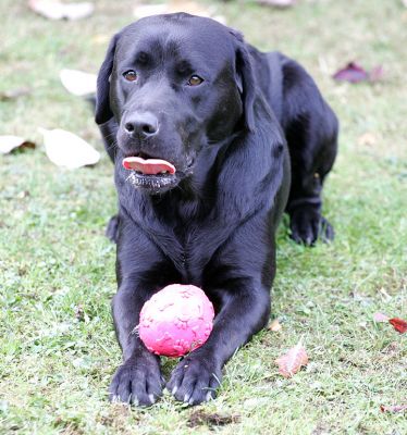 Otis taking a breather but guarding his ball
Keywords: Otis Black Labrador ball