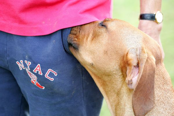 So that's where she puts the cookies
Kila sussed out my secret stash!
Ключові слова: Kila Rhodesian Ridgeback cookies