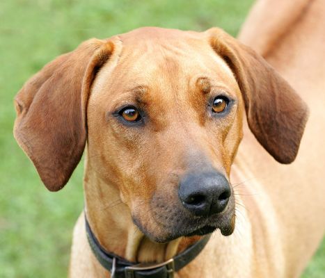 Kila looking very handsome
Keywords: Kila Rhodesian Ridgeback Lucies Farm luxury dog hotel handsome