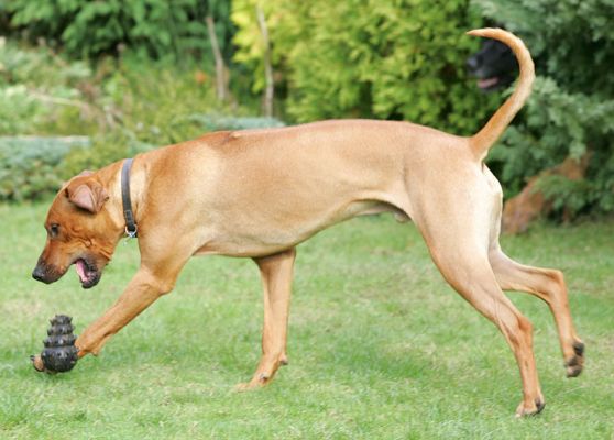 Simba and the beehive ball
We let Simba take this back to his kennel.  It didn't remain intact for long!
Ключови думи: Simba Rhodesian Ridgeback beehive ball