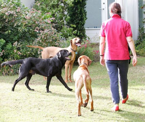 Otis Simba and Cole waiting for words of wisdom or something!
Klíčová slova: Otis Simba Cole Rhodesian Ridgeback Black Labrador words wisdom