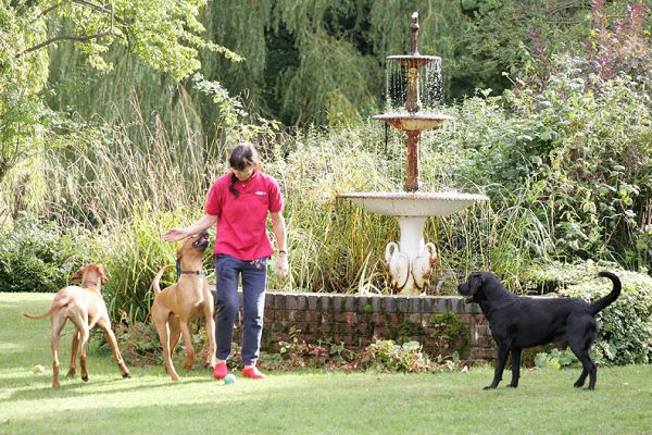 What's happening?!
Keywords: Cole Kila Simba Black Labrador Rhodesian Ridgeback Lucies Farm luxury dog hotel