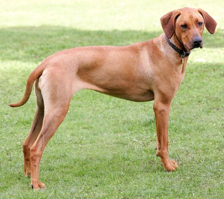 Kila in her favourite pose
Keywords: Kila Rhodesian Ridgeback pose Lucies Farm luxury dog hotel