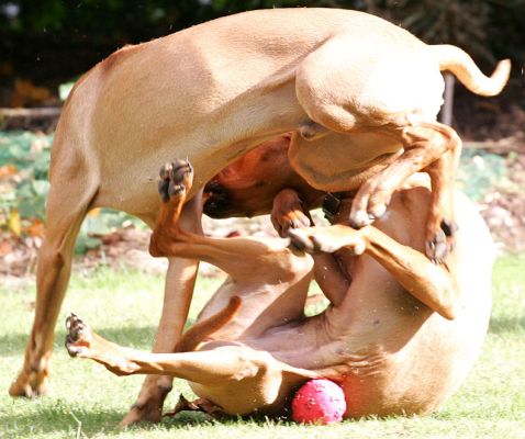 Rough-house Ridgeback play
Kila and Simba playing in their own inimitable way
Palabras Clave: Kila Simba Rhodesian Ridgeback play