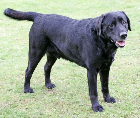 Cole
Palabras Clave: Cole Black Labrador dog Lucies Farm dog kennel dog boarding