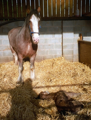 The proud mum
This is such a sad story.  We had this lovely Clydesdale mare.  She gave birth to this foal but less than 1 month and £10,000 later it had to be put down and then shortly after she died of colic.  Gave up on big horses after that!!
Palabras clave: Clydesdale Foal Foals Horse Horses Mare mares