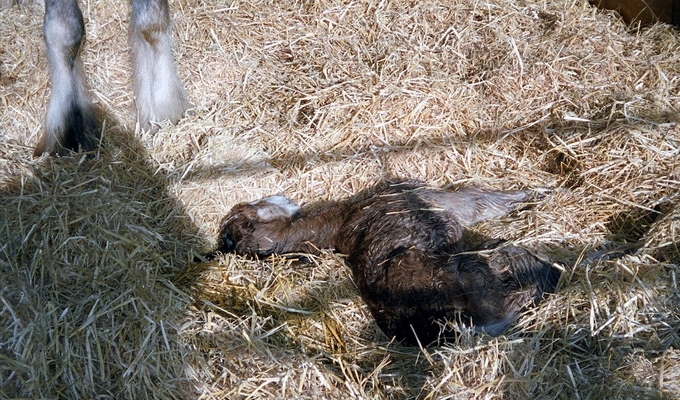 Jus' a minute, I'll find my legs
Schlüsselwörter: Clydesdale Foal Foals Horse Horses Mare mares