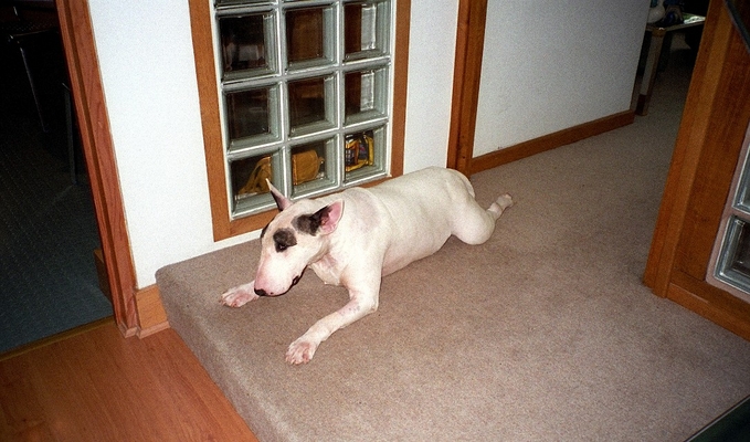 Look .........
Keywords: Dog Dogs English Bull Terrier Pau