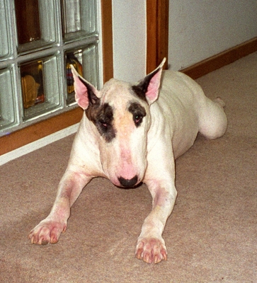 ........ I'm jus' not high energy .........
Palabras clave: Dog Dogs English Bull Terrier Pau